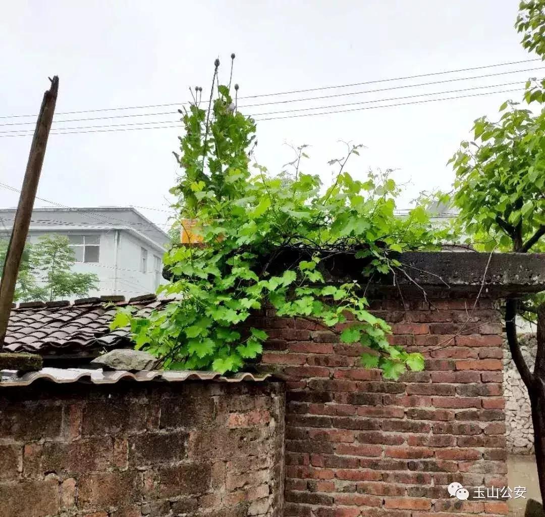 *粟罂**能治疗痔疮和防鸡瘟?还有这种操作?