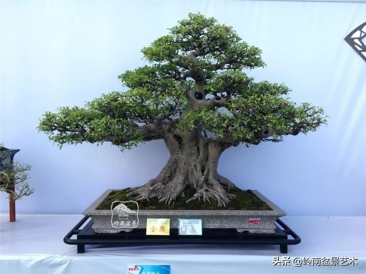 榆树盆景何时修剪最好,盆景怎样修剪最好看