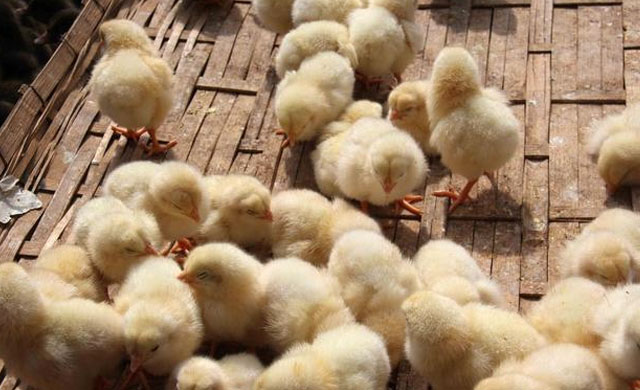 鸡拉白痢流鼻涕咳嗽用什么药最好,鸡拉白痢吃什么药好得快