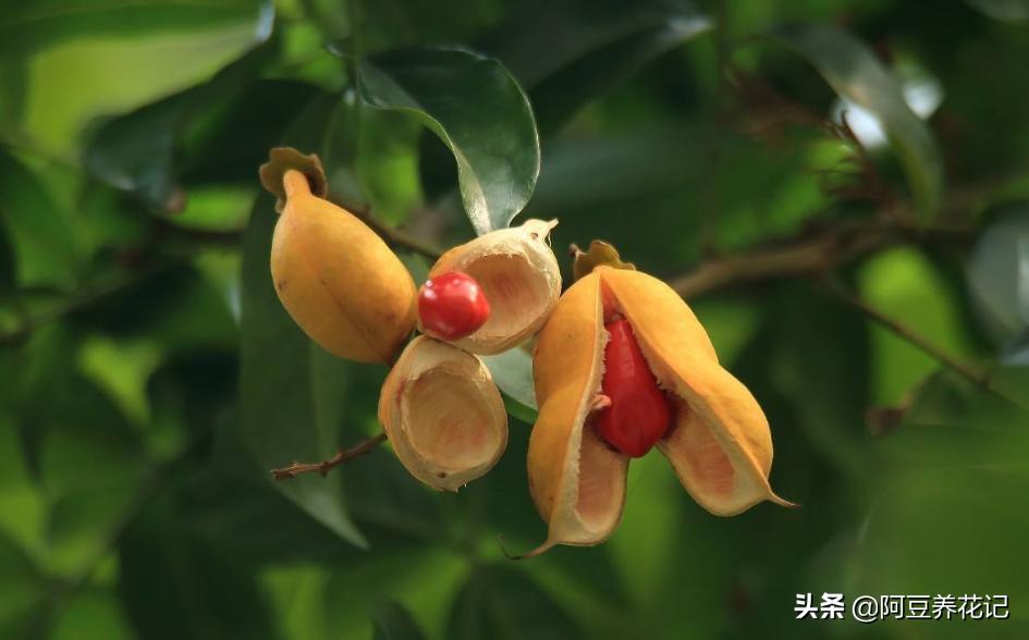 红豆杉树叶子发黄的解决方法,红豆杉叶子发黄的解决方法