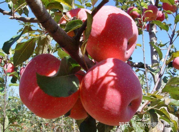 *疆新**瓜果攻略最好的季节配最美味的水果