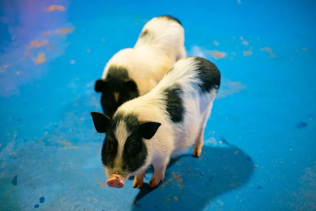 鏄嗘槑钀屽疇鍔ㄧ墿涓婚涔愬洯,鏄嗘槑瀹ゅ唴钀屽疇涔愬洯