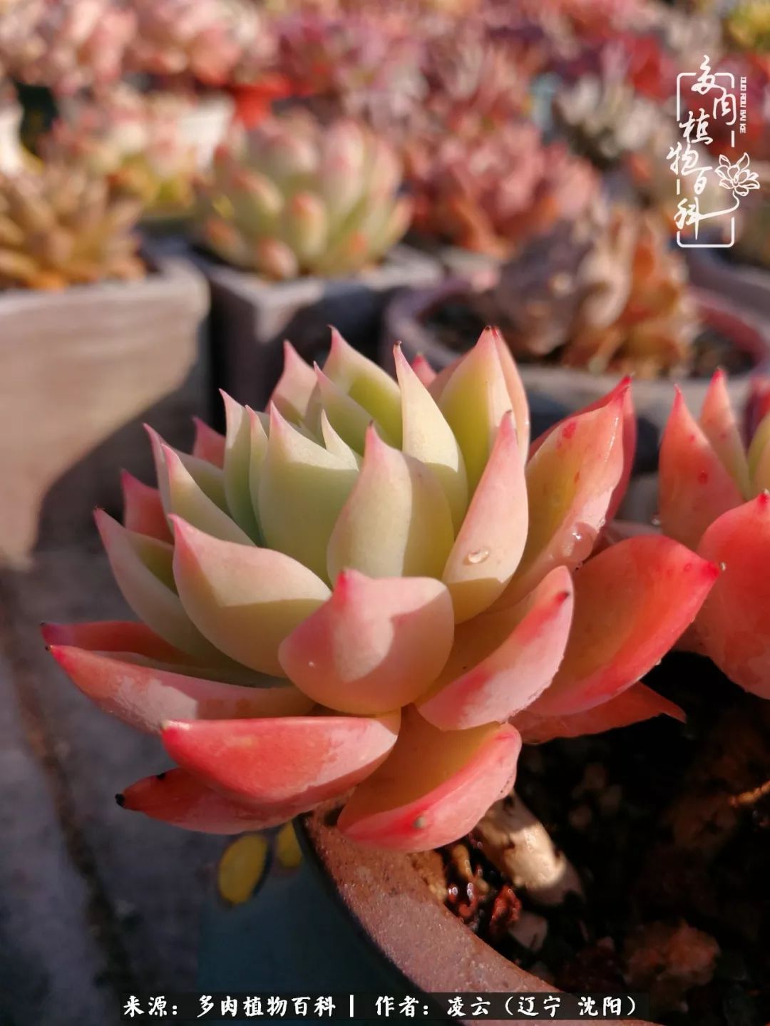 秋闲赏多肉，话育儿，亲生的自家娃，总有一刻让你怦然心动