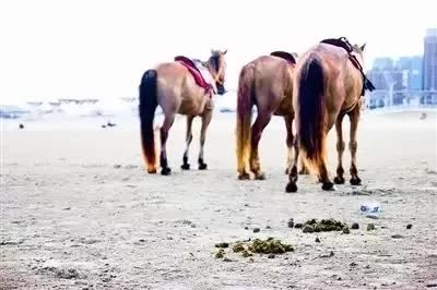 鸡粪羊粪肥用哪种合适,肥料羊粪牛粪猪粪哪种好