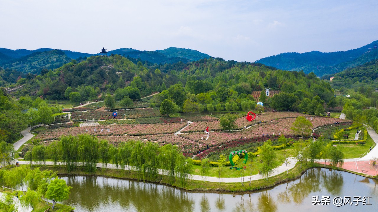 华中最大的玫瑰花园,中国最大的玫瑰花海