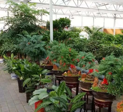 藏红花开花样子,藏红花有开黄色的花吗