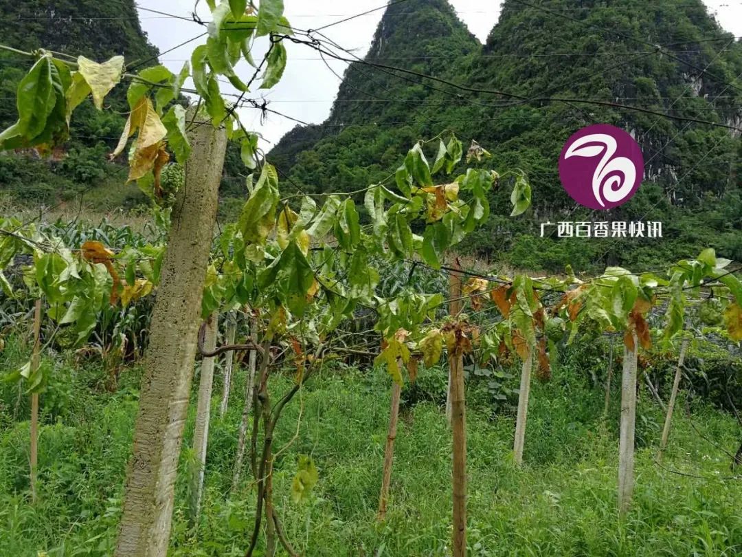 百香果容易得什么病害,百香果容易坏怎么办