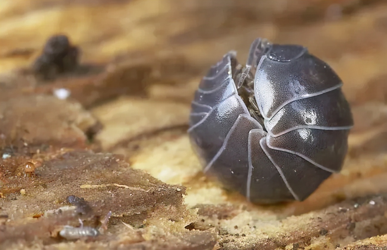 卧室里的潮虫怎么去除,卧室有潮虫怎么办