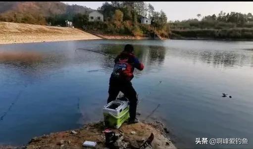 为何它能有这么高的价值？市场售价近百元一斤，重唇鱼珍贵在哪？