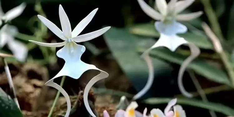 最贵兰花寒兰多少钱一株图片,世界最昂贵兰花