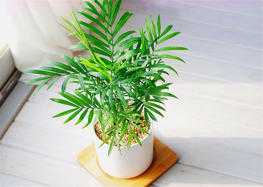 袖珍椰子客厅绿植怎么养,袖珍椰子在家里养有什么好处