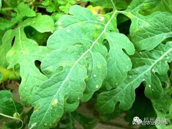 新版西瓜病虫害解决方案,2020西瓜病害视频