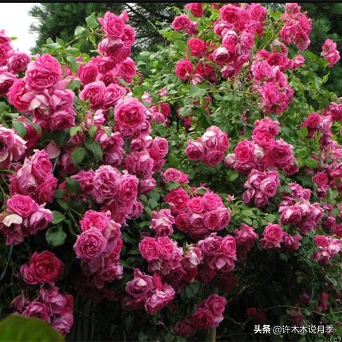 月季不停掉叶子怎么办？教你一招，光杆月季也能重新发芽开花。