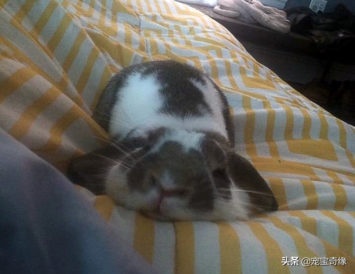 猫是液体动物还是软体动物,猫是液体做的动物