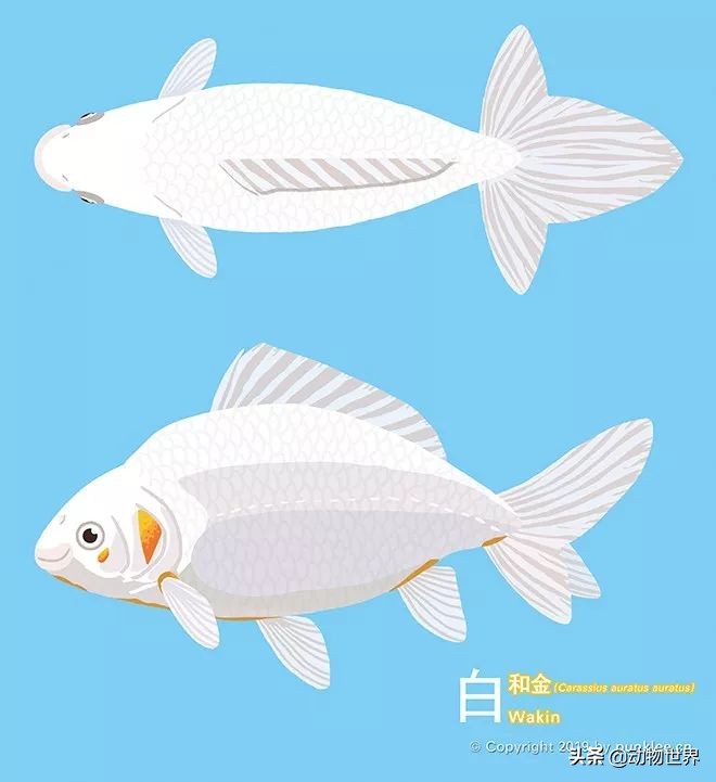 大金鱼品种及图片大全,体型较小的金鱼品种及图片