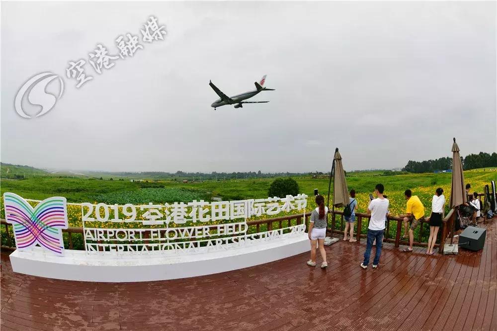 来成都打卡空港花田,成都双流空港花田打卡看飞机