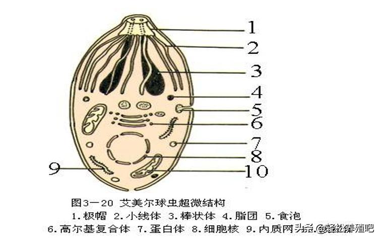 鸡拉红色粪便用中草药治疗,蛋鸡拉红色粪便是什么原因