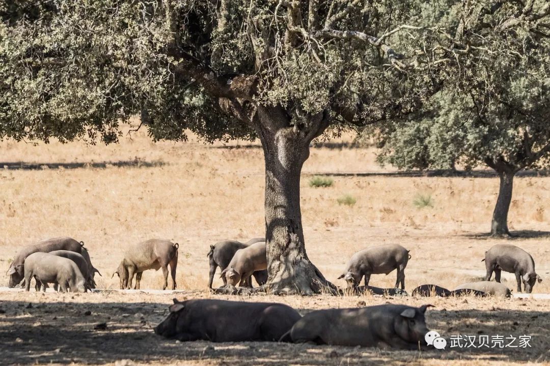 西班牙火腿,看完这篇你就是半个行家!