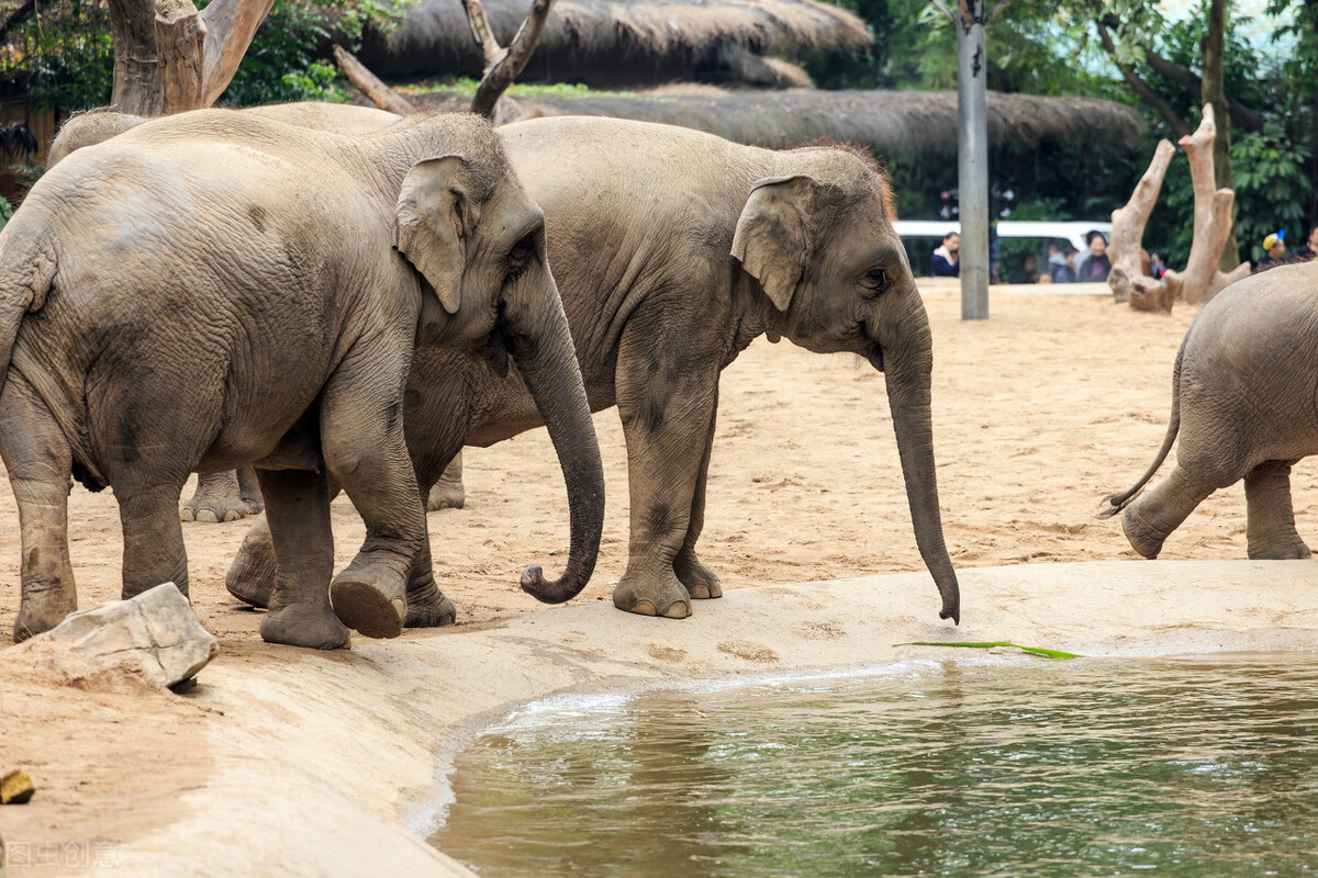 广州长隆有什么野生动物世界,长隆香江酒店长隆野生动物世界店