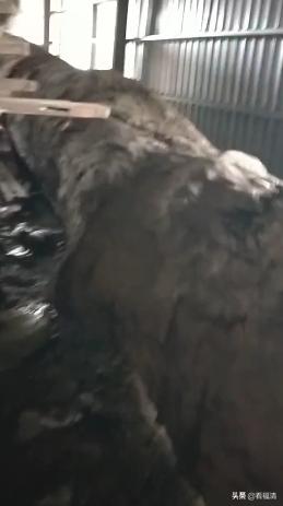 福清老板拥有的一根破烂木头，能值600万？