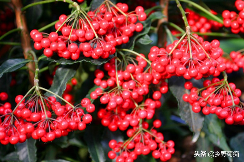 年宵花富贵子的养殖方法,花卉富贵子的栽培方法和技术