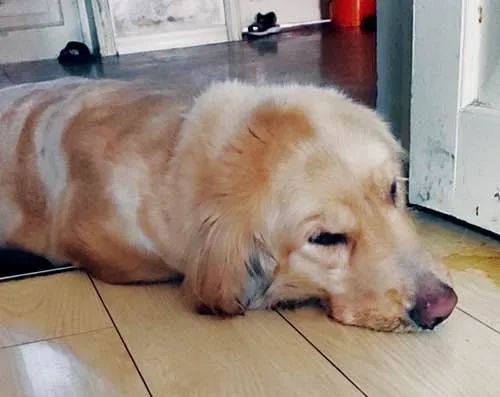 想要狗狗长寿铲屎官要注意这4点,铲屎官偶然得知一个秘诀专治狗狗