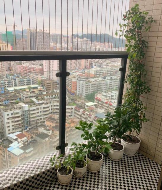 多放些绿植还能让室内充满生机,屋里养什么绿植吸收尼古丁和尘土