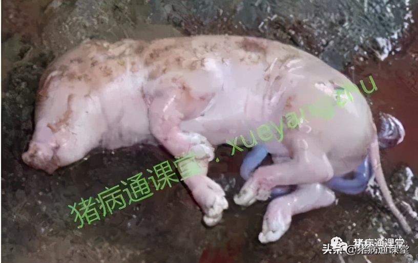 母猪流产的原因和治疗方法,引起母猪流产的罪魁祸首详细分析