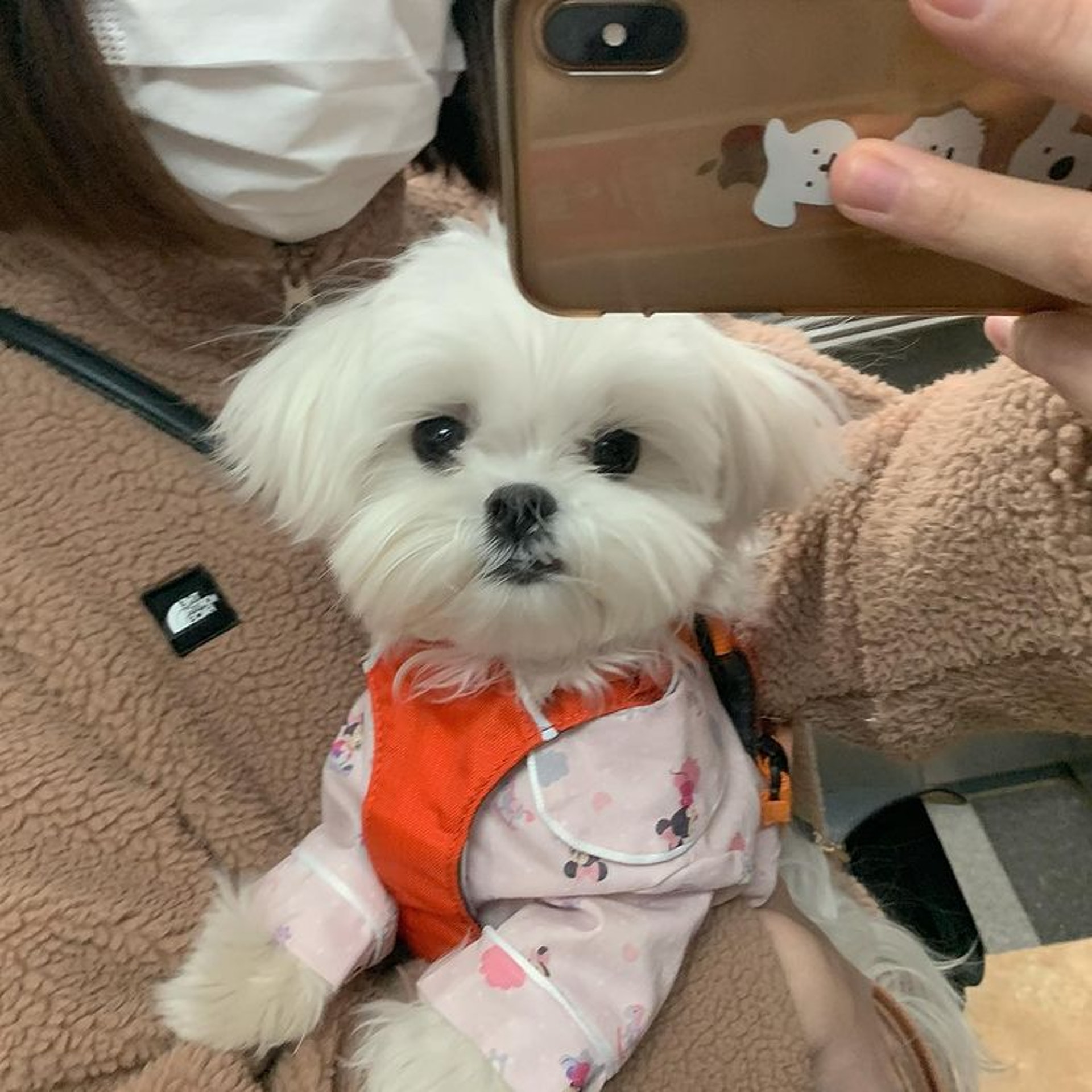 狗狗睡醒突然坐起来视频,狗狗睡醒兴奋突然昏倒