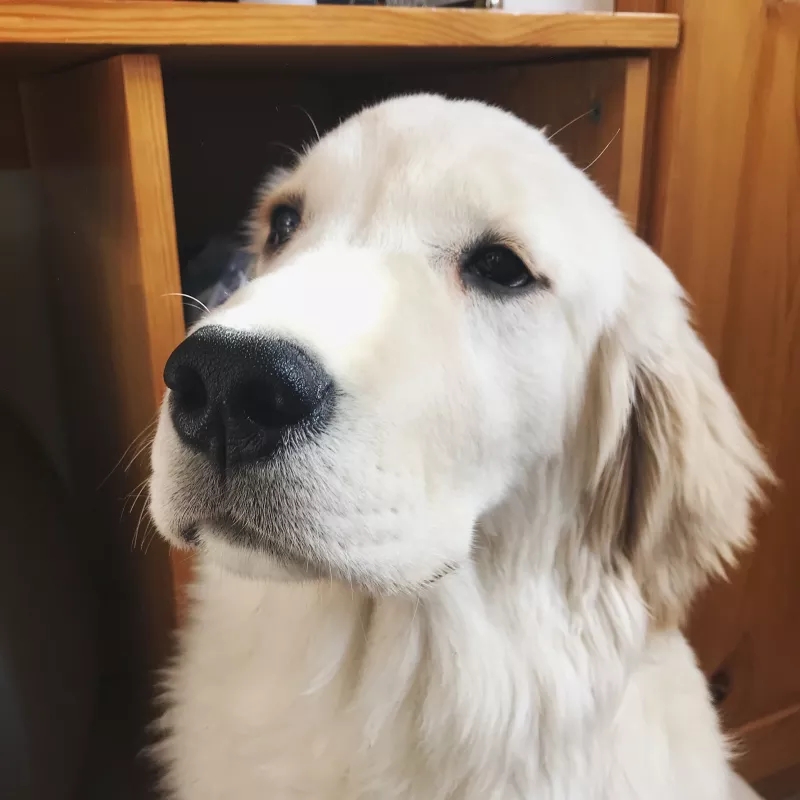 金毛为什么会暖心,盘点养金毛的人有多爱金毛