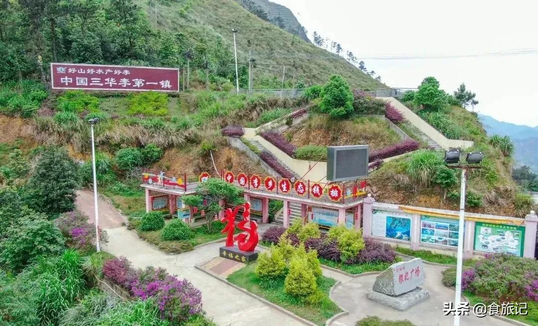 正宗的三华李水果,摘三华李酸甜脆口特解馋