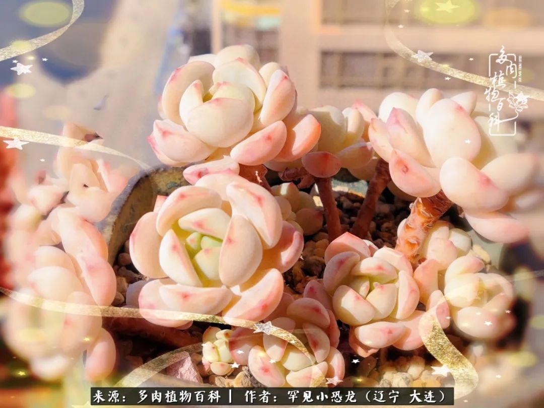 颗粒土除了种多肉还可以种什么,想养动物该怎么养