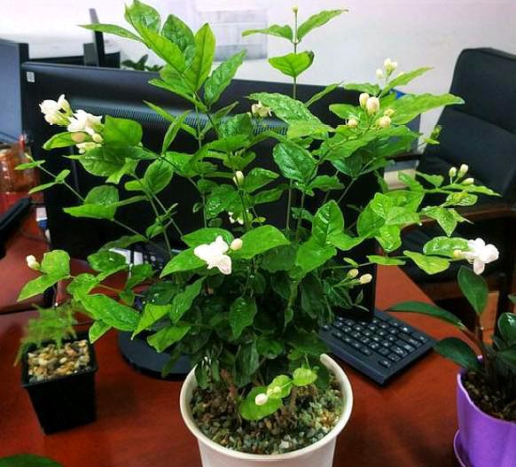 养茉莉花浇肥,养茉莉花放多少水