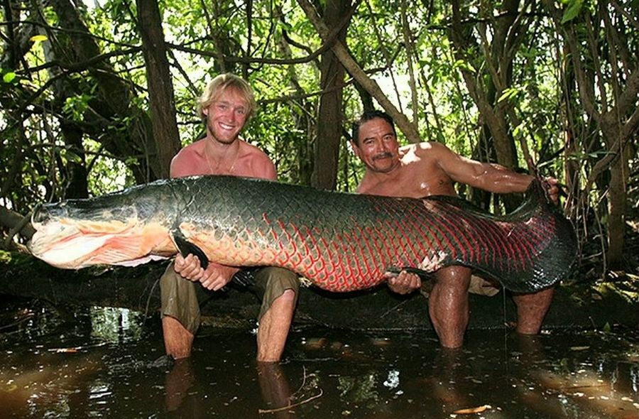 极具攻击性的观赏鱼有哪些,常见的攻击性强的观赏鱼