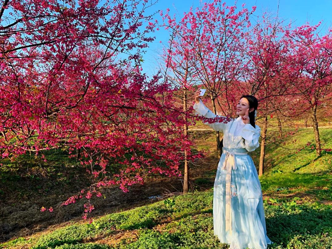 好嗨“游”（11）|这一片早樱还不去赏，错过又得等一年