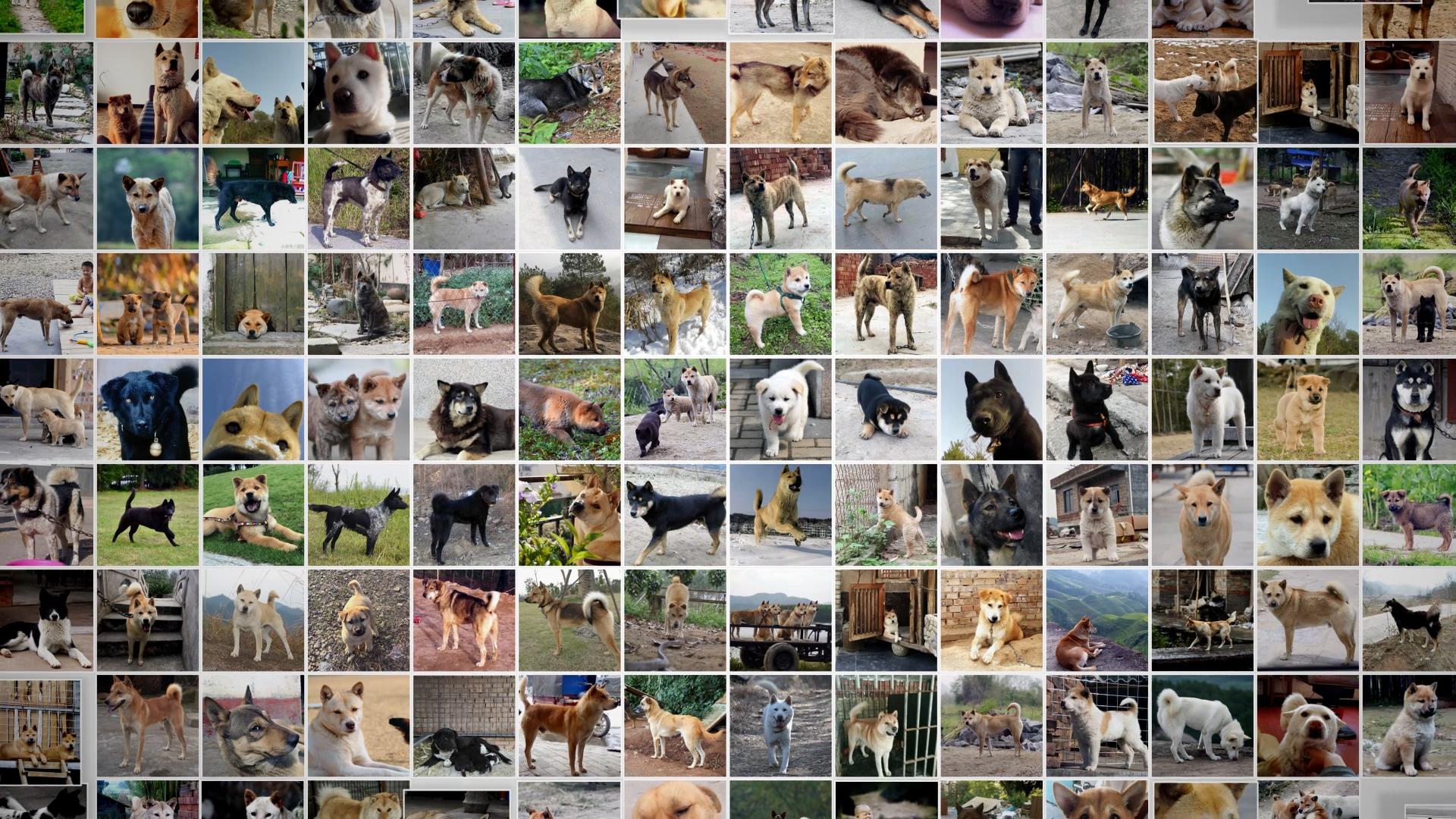 中华田园犬有什么特点,中华田园犬为什么现在越来越少了