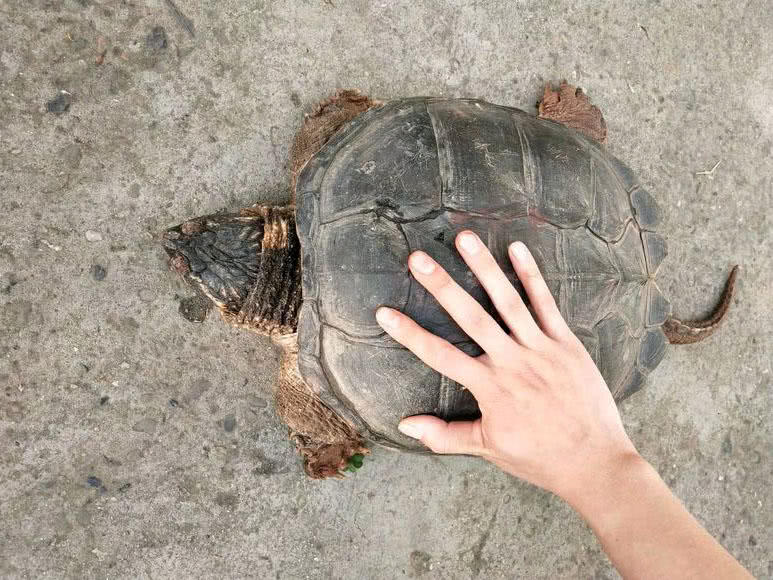 钓了这么多年鱼,有人钓到100多斤的大鳄龟