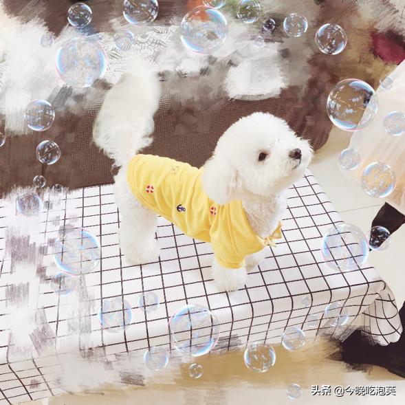 自制狗粮比熊幼犬可以吃吗,自制狗粮比熊一顿吃多少