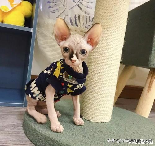 辟谣：无毛猫不是一个猫品种，也算不上是猫咪过敏者的福音