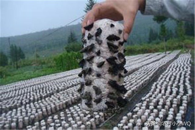 木耳种植技术和栽培方法,木耳种植技术全过程