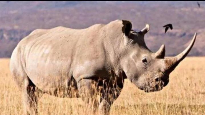 地球上的动物杀手,地球杀手完整版