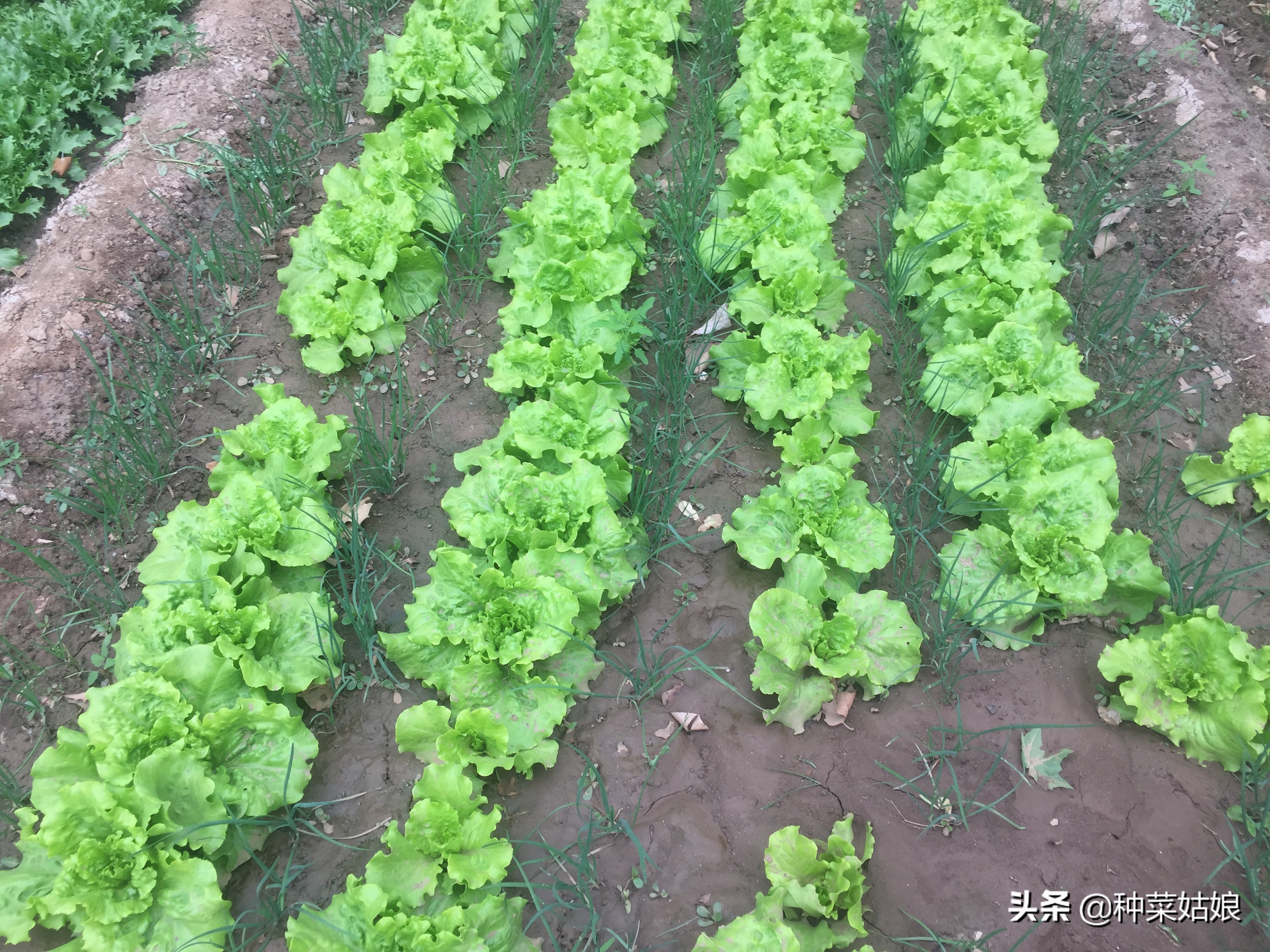 病虫害防治教你一招就能轻松搞定,一招解决各种病虫害