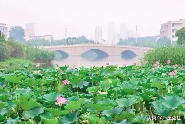 无锡这8大开放式公园高颜值,适合晨夕散步绿荫避暑