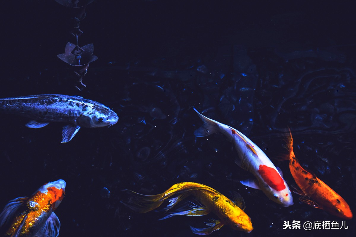 无需加热棒的大型鱼,不需加热棒又好看的鱼