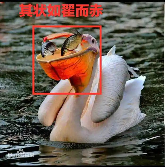 西山经解读,西山经图谱大全