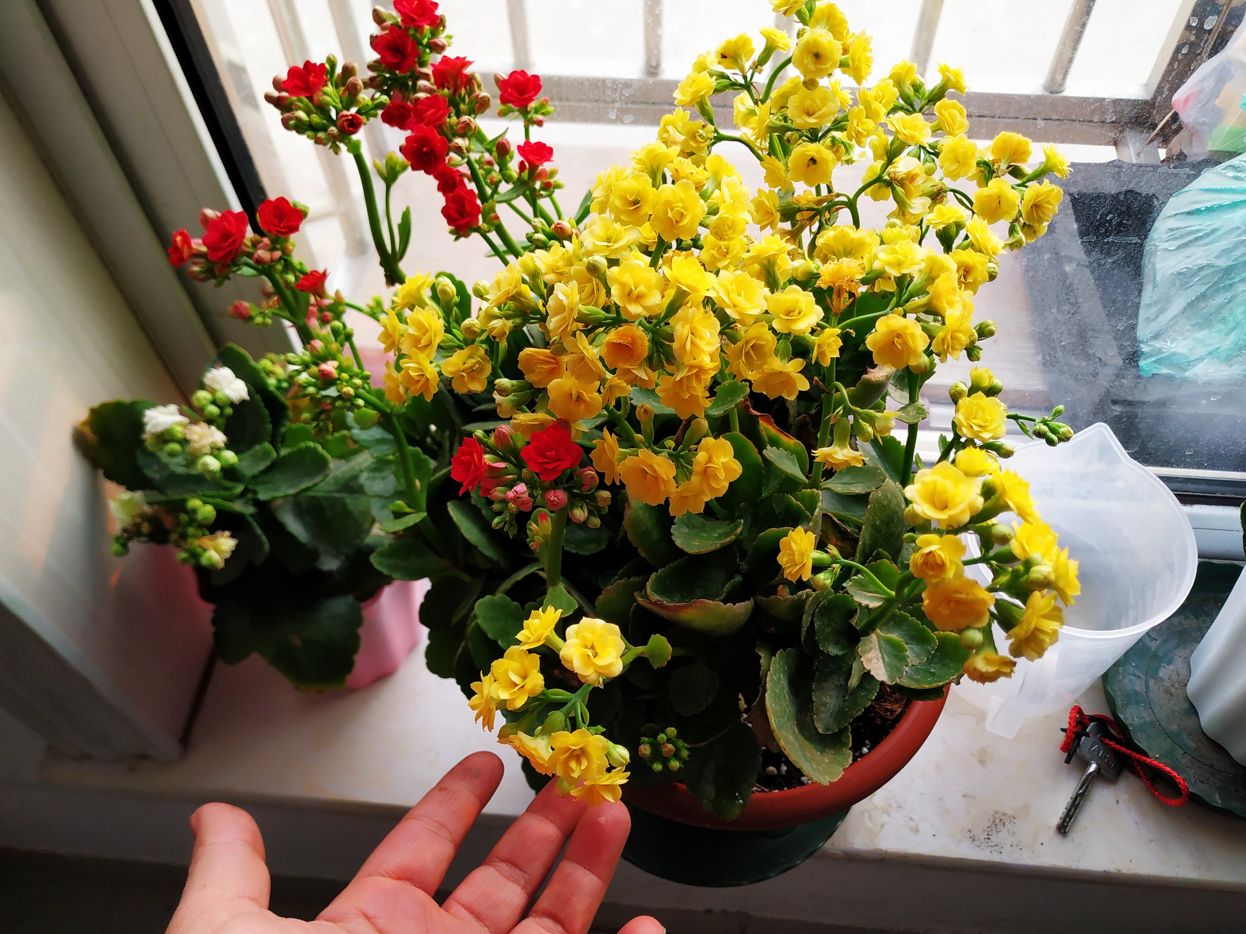 水泡烂苹果,可以喝的“营养液”,干净肥力大,浇啥旺啥,还减肥