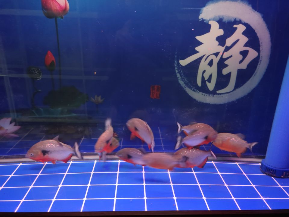 鱼缸壁上为什么容易挂菌膜,鱼缸玻璃白色菌膜用清道夫管用吗