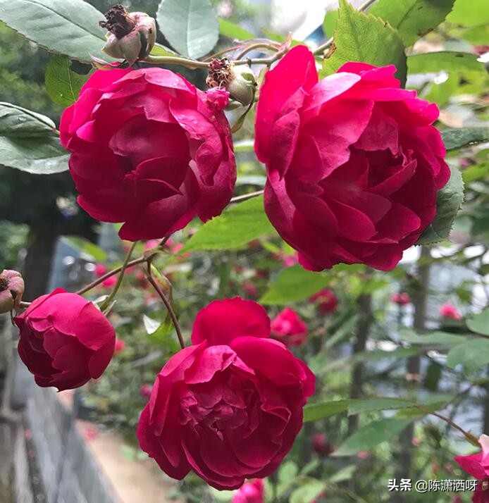 中国月季红色浓香,13种中国红月季让你美个爆