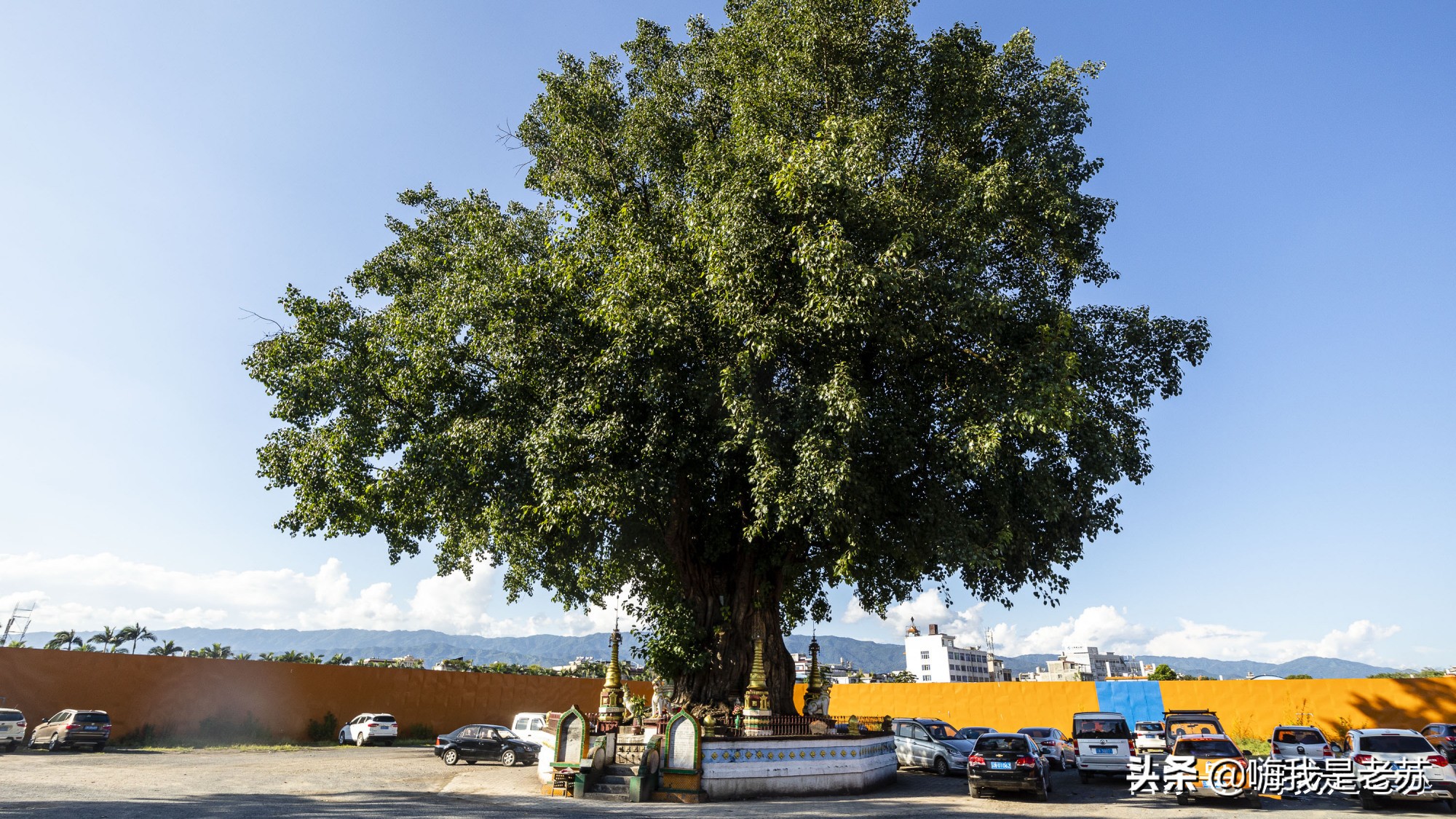 云南芒市大金塔菩提树的来历,芒市树包塔原来的样子
