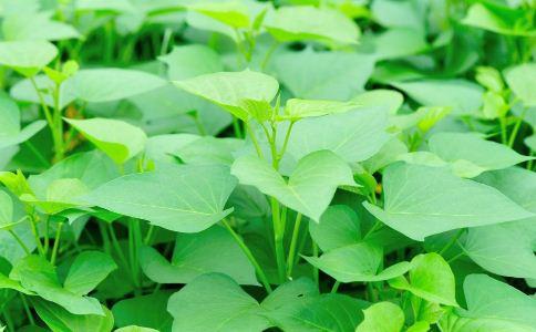 暑假之乐,暑假之趣600字